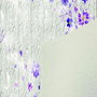 Conceptum Alfombra para Pasillo Multicolor 80 x 200 cm